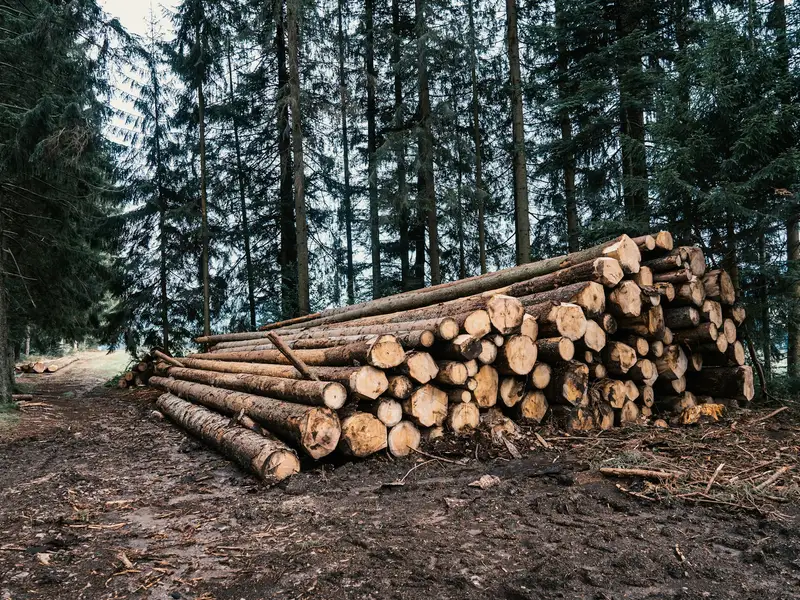 Aufgesetzter Holzpolter an einem Waldweg